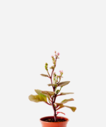 Bertalha Roxa (<em>Basella alba</em>)