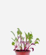Beterraba (<em>Beta vulgaris</em>)