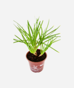 Bulbine (<em>Bulbine frutescens</em>) - Imagem 3