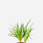Bulbine (<em>Bulbine frutescens</em>)