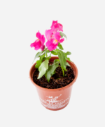 Boca de Leão (<em>Antirrhinum majus</em>) - Imagem 3