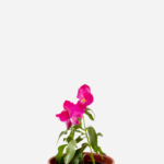 Boca de Leão (<em>Antirrhinum majus</em>)