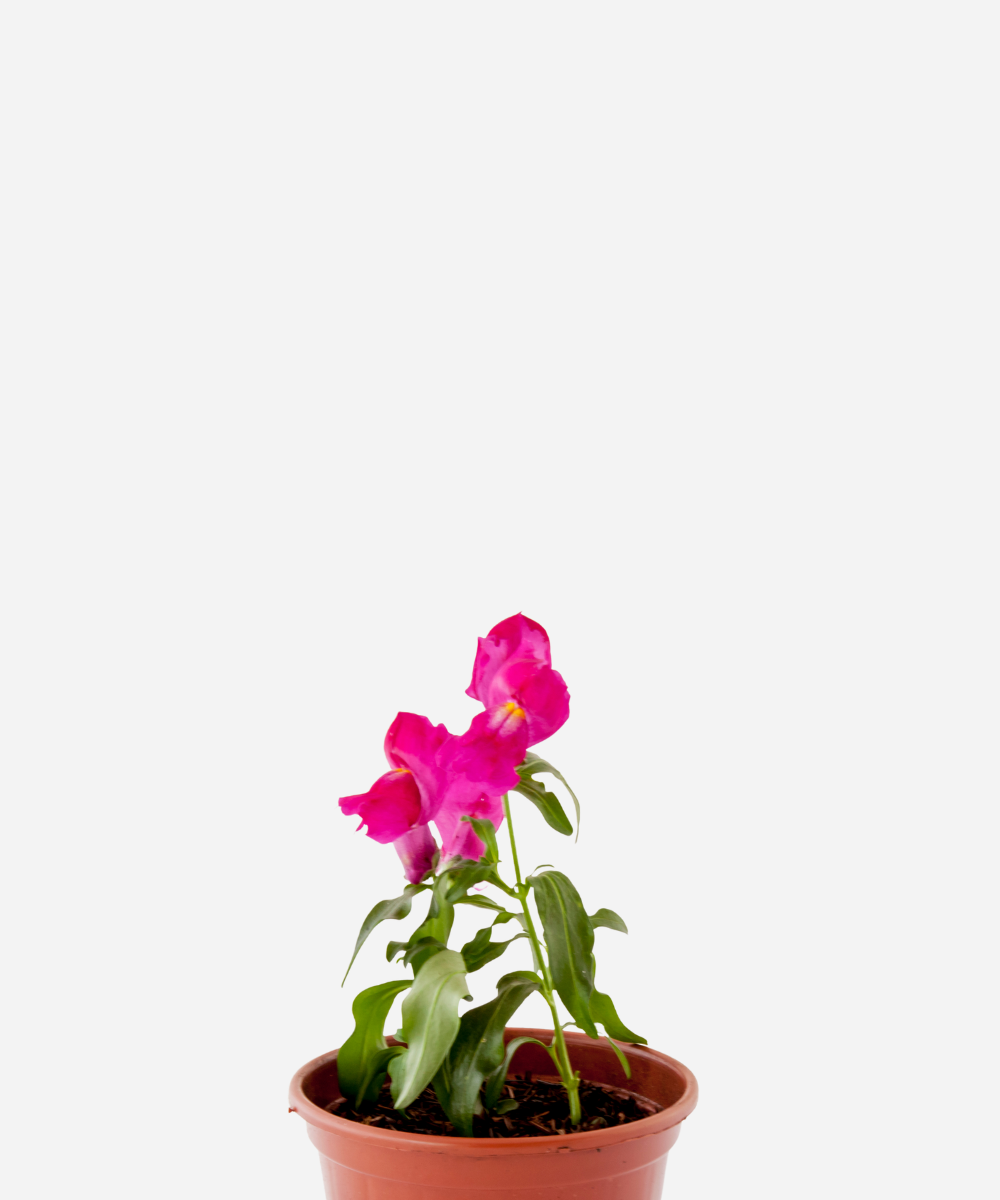BOCA-DE-LEAO-CORTE.png Boca de Leão (<em>Antirrhinum majus</em>) - Imagem 1
