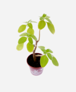 Boldo Africano (<em>Plectranthus barbatus</em>) - Imagem 3