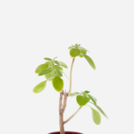 Boldo Africano (<em>Plectranthus barbatus</em>)
