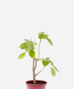 Boldo Africano (<em>Plectranthus barbatus</em>)