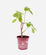 Boldo Africano (<em>Plectranthus barbatus</em>) - Imagem 2