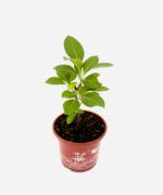 Boldo Indígena (<em>Aluma</em>) (<em>Gymnanthemum amygdalinum</em>) - Imagem 3