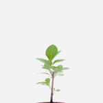 Boldo Indígena (<em>Aluma</em>) (<em>Gymnanthemum amygdalinum</em>)