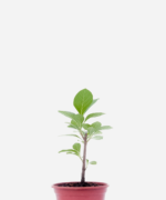 Boldo Indígena (<em>Aluma</em>) (<em>Gymnanthemum amygdalinum</em>)