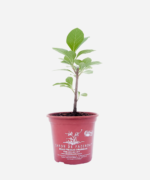 Boldo Indígena (<em>Aluma</em>) (<em>Gymnanthemum amygdalinum</em>) - Imagem 2
