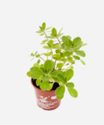 Boldo Miúdo (<em>Plectranthus neochilus</em>) - Imagem 3