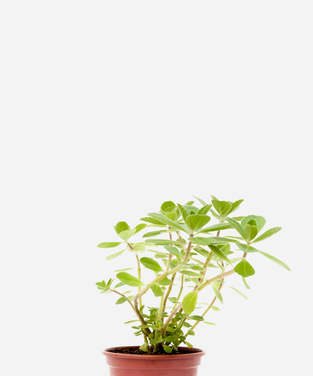 BOLDO-MIUDO-CORTE.png Boldo Miúdo (<em>Plectranthus neochilus</em>) - Imagem 1