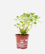 Boldo Miúdo (<em>Plectranthus neochilus</em>) - Imagem 2