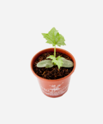 Bucha Vegetal (<em>Luffa aegyptiaca</em>) - Imagem 3