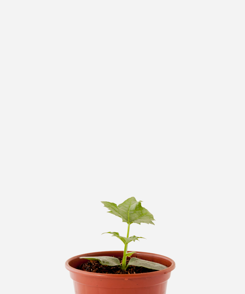 BUCHA-CORTE.png Bucha Vegetal (<em>Luffa aegyptiaca</em>) - Imagem 1