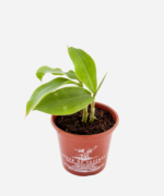 Cana do Brejo (<em>Costus spiralis</em>) - Imagem 3