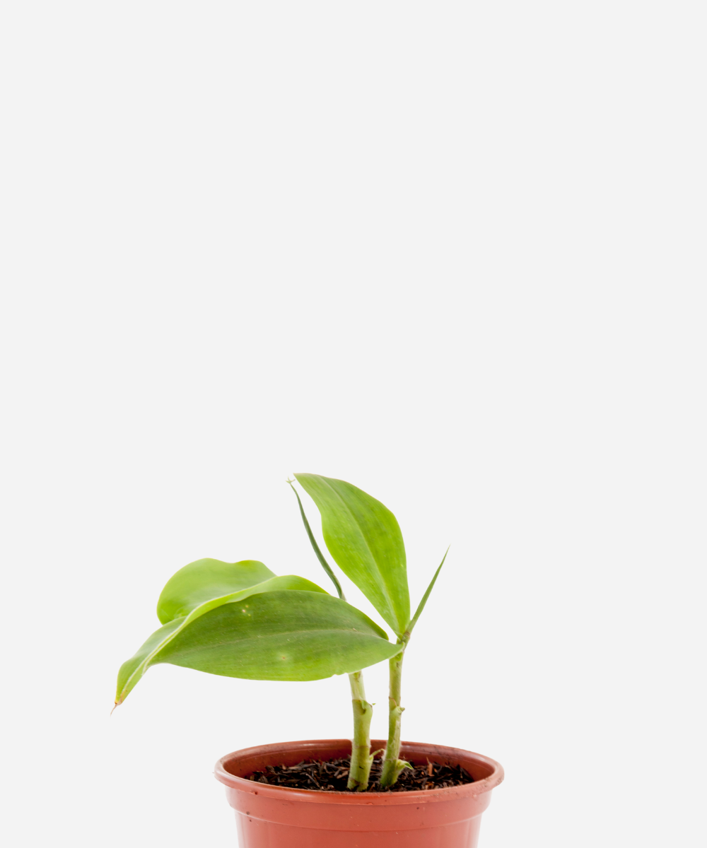 CANA-DO-BREJO-CORTE.png Cana do Brejo (<em>Costus spiralis</em>) - Imagem 1