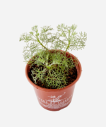 Cânfora (<em>Artemisia alba</em> subsp. <em>alba</em>) - Imagem 3