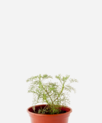Cânfora (<em>Artemisia alba</em> subsp. <em>alba</em>)