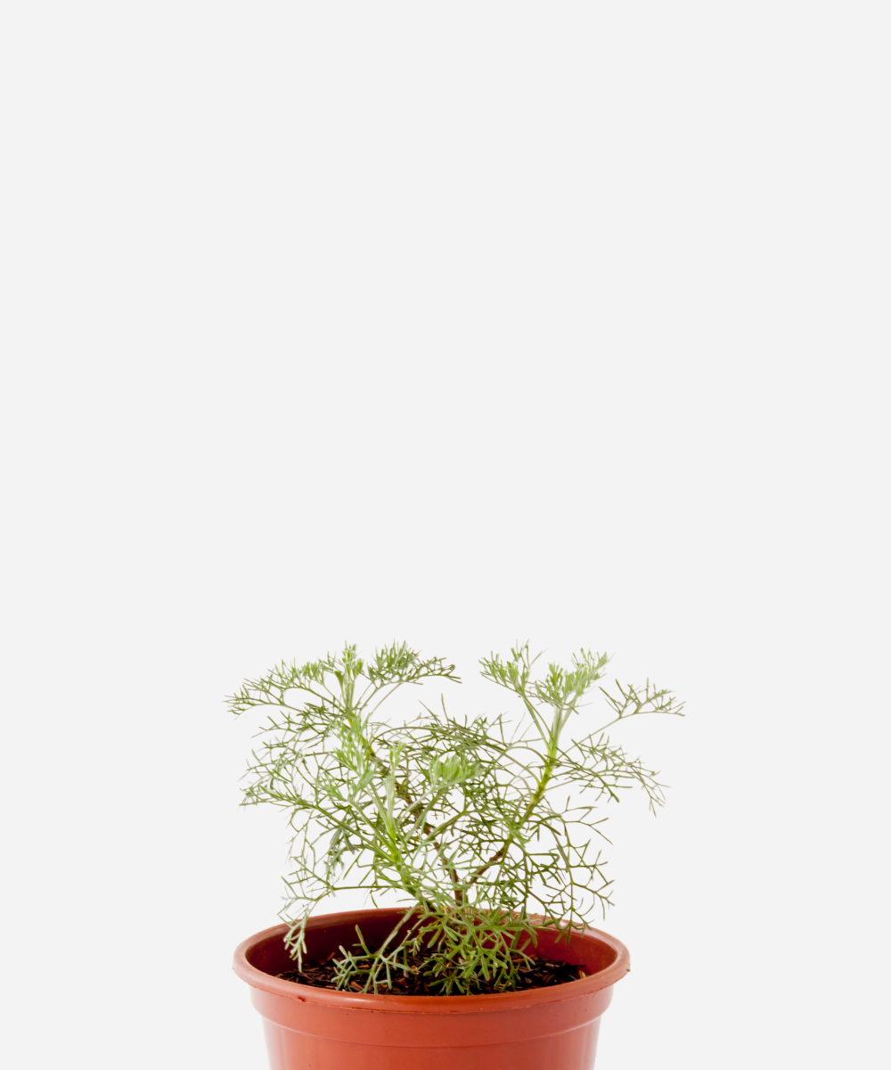 CANFORA-CORTE.png Cânfora (<em>Artemisia alba</em> subsp. <em>alba</em>) - Imagem 1