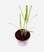 Capim Limão (<em>Cymbopogon citratus</em>) - Imagem 3