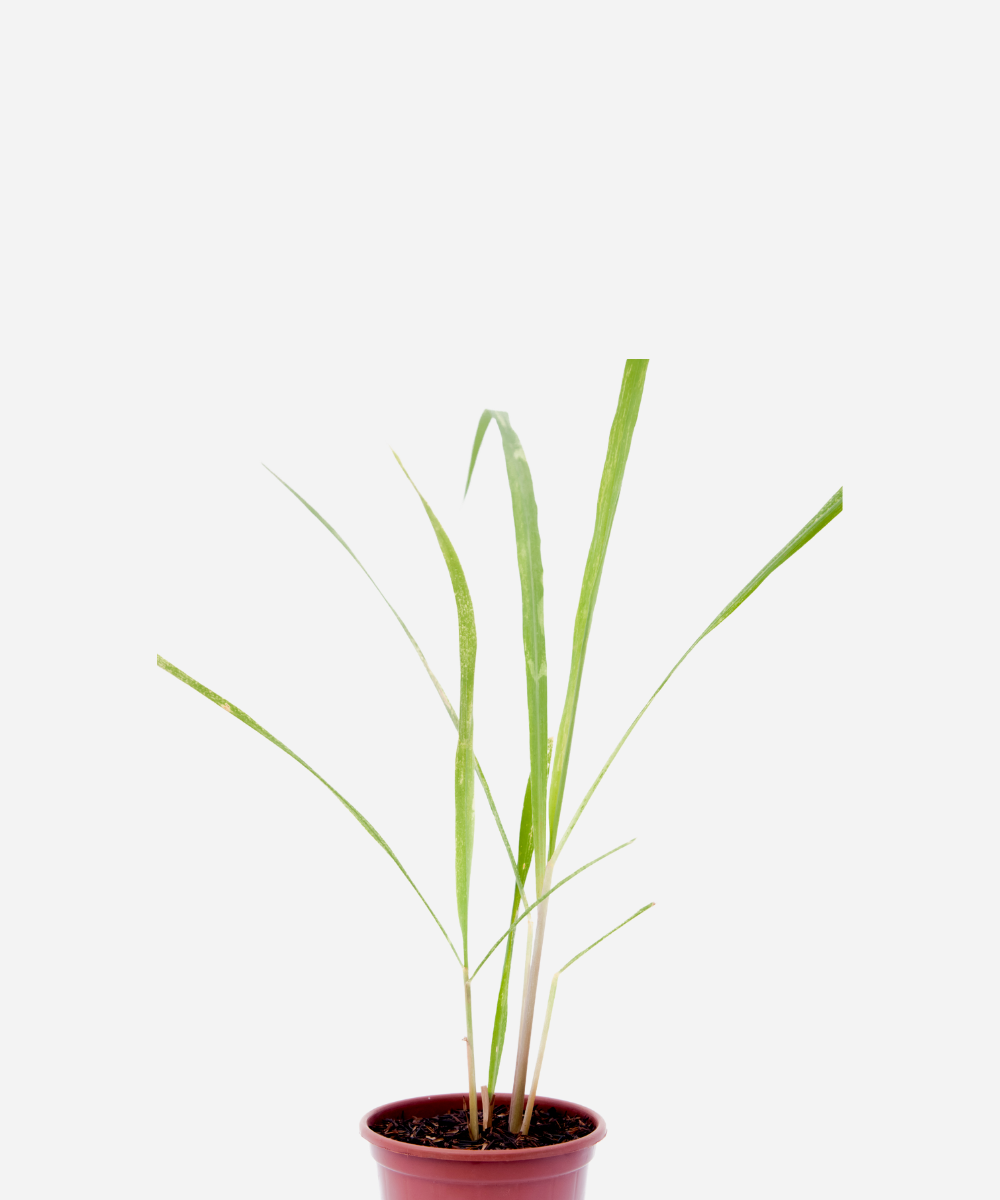 CAPIM-LIMAO-CORTE.png Capim Limão (<em>Cymbopogon citratus</em>) - Imagem 1