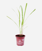 Capim Limão (<em>Cymbopogon citratus</em>) - Imagem 2