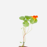 Capuchinha/Chagas (<em>Tropaeolum majus</em>)