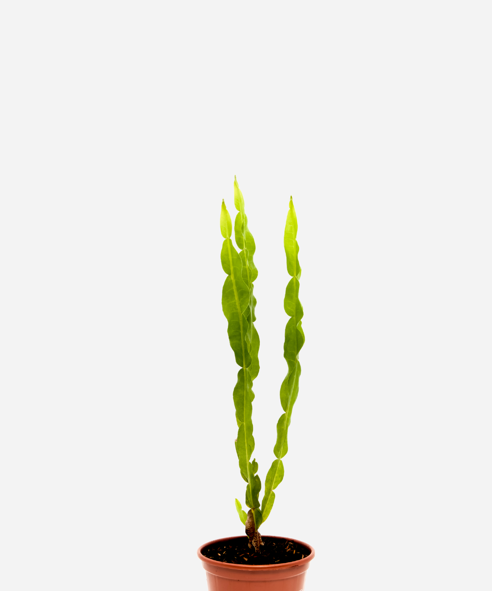 CARQUEJA-CORTE.png Carqueja (<em>Baccharis trimera</em>) - Imagem 1