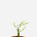 Carqueja Doce (<em>Baccharis articulata</em>)