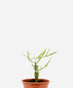 Carqueja Doce (<em>Baccharis articulata</em>)