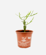 Carqueja Doce (<em>Baccharis articulata</em>) - Imagem 2