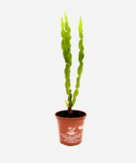 Carqueja (<em>Baccharis trimera</em>) - Imagem 2