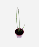 Cavalinha (<em>Equisetum hyemale</em>) - Imagem 3