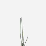Cavalinha (<em>Equisetum hyemale</em>)