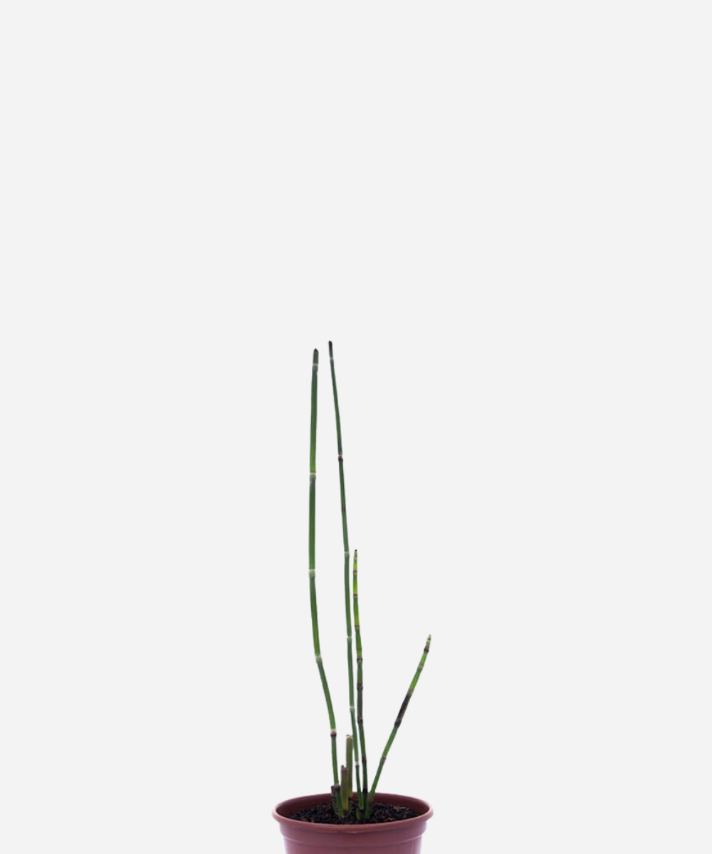 CAVALINHA-CIMA-CORTE.png Cavalinha (<em>Equisetum hyemale</em>) - Imagem 1