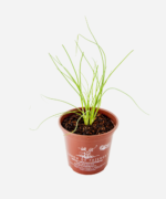 Cebolinha Comum (<em>Allium fistulosum</em>) - Imagem 3