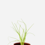 Cebolinha Comum (<em>Allium fistulosum</em>)