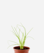 Cebolinha Comum (<em>Allium fistulosum</em>)