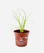 Cebolinha Comum (<em>Allium fistulosum</em>) - Imagem 2