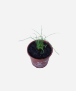 Cebolinha Francesa (<em>Allium schoenoprasum</em>) - Imagem 3