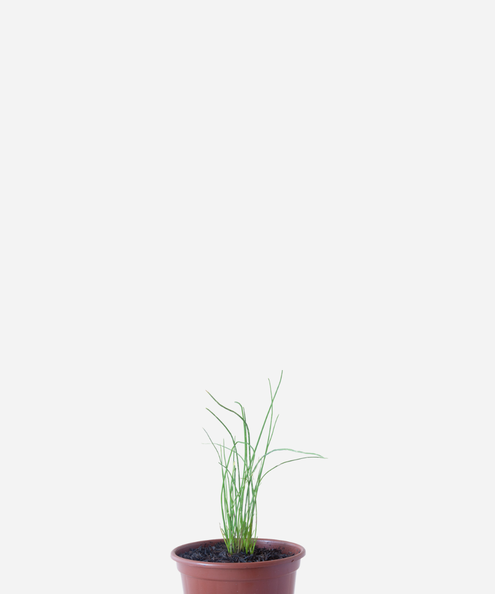 CEBOLINHA-FRANCESA-CORTE.png Cebolinha Francesa (<em>Allium schoenoprasum</em>) - Imagem 1