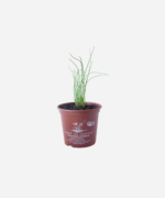Cebolinha Francesa (<em>Allium schoenoprasum</em>) - Imagem 2