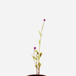Rabo de Galo - Celósia (<em>Celosia argentea</em>)