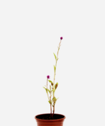 Rabo de Galo - Celósia (<em>Celosia argentea</em>)