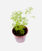Cenoura (<em>Daucus carota</em> subsp.<em> sativus</em>) - Imagem 3