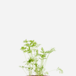 Cenoura (<em>Daucus carota</em> subsp.<em> sativus</em>)