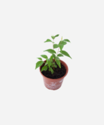 Cerejeira (<em>Prunus serrulata</em>) - Imagem 3