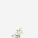 Cerejeira (<em>Prunus serrulata</em>)